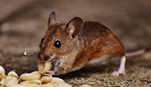 24 Hour & Emergency Exterminators in Loraine, ND